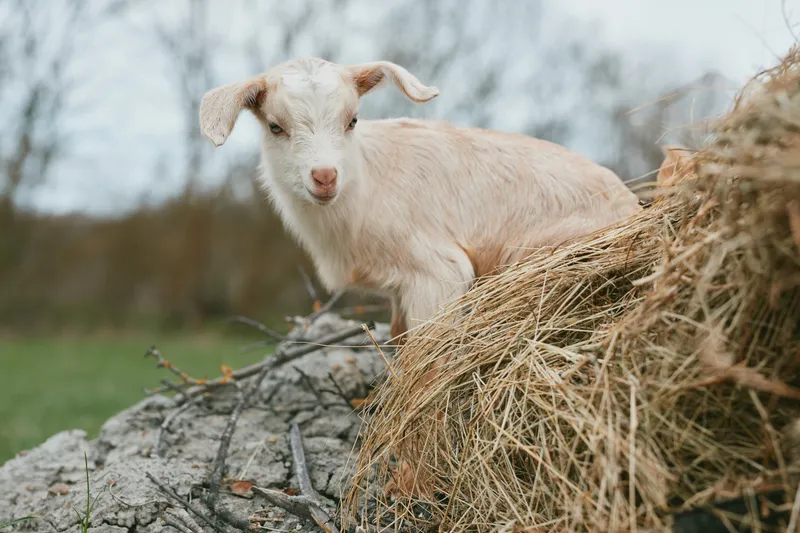 Playful goat kid in a rustic countryside scene, perched on hay and wood, outdoor moment with gentle breeze, sunlit meadow, natural colors, curious gaze, lively yet calm rural lifestyle