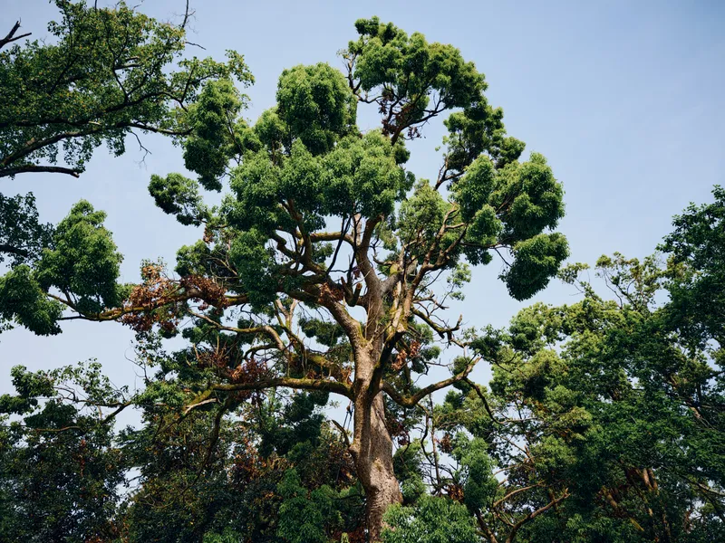 Tree forest canopy leaves nature green sky trunk captured in upward view of a tall mature tree with dense foliage, textured bark and sunlight filtering through woodland branches.