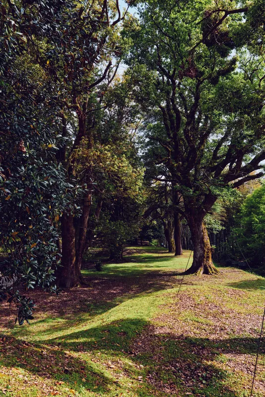 Trees in a forest with a winding path and lush grass, sunlight filtering through canopy and shadows on the ground in a peaceful park nature scene for outdoor relaxation.