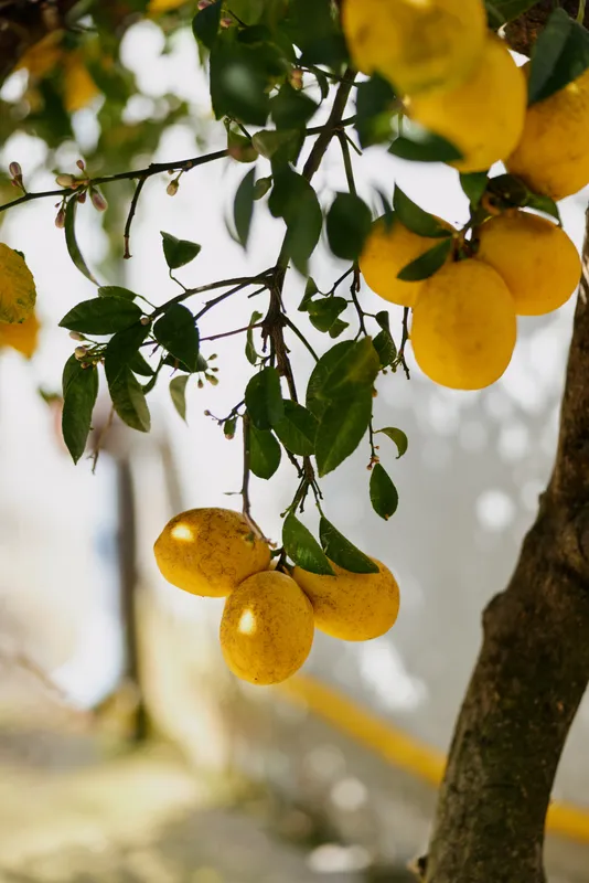A lemon tree laden with ripe yellow fruit hangs over a sunlit garden, capturing a fresh, vibrant moment of outdoor nature and simple summertime calm in a quiet backyard setting.