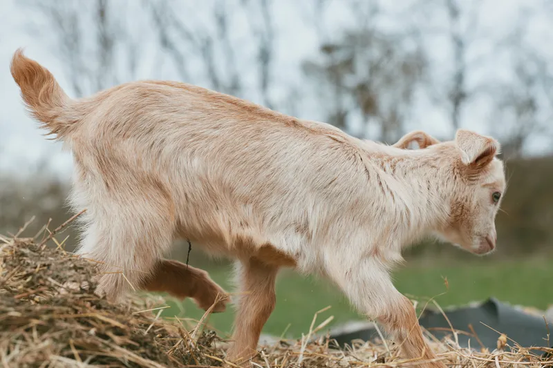 Playful goat kid exploring a sunlit pasture, dusty hay nearby, fresh air, curious expression, natural colors, rural scene, outdoor lifestyle, farmyard charm