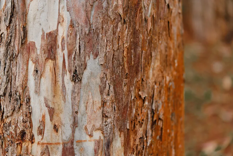 Close up of a textured eucalyptus tree trunk showcasing intricate patterns, warm colors, and natural beauty, perfect for nature themed projects and designs