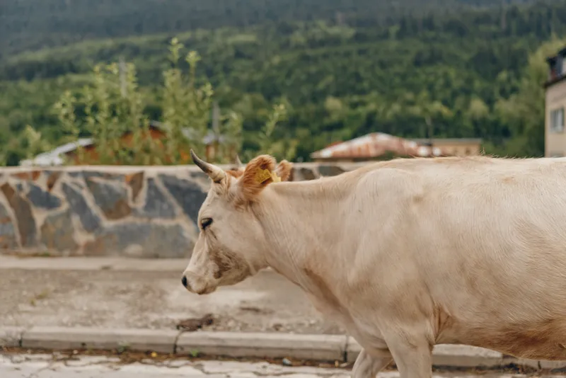 Cow standing near a roadside on a rural farm landscape, calm animal in profile, soft natural light, distant hills and a stone barrier, simple countryside scene