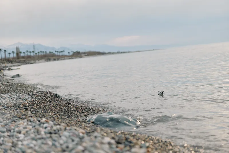 Pebble beach with calm sea waves and distant palm trees under soft cloudy sky. Peaceful coastal nature scene with shallow water and natural stones creates relaxing mood.