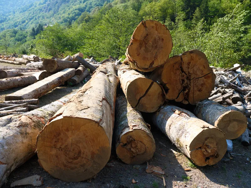 Бревна, лесозаготовки, пиломатериалы, лес, древесина, деревья, природа