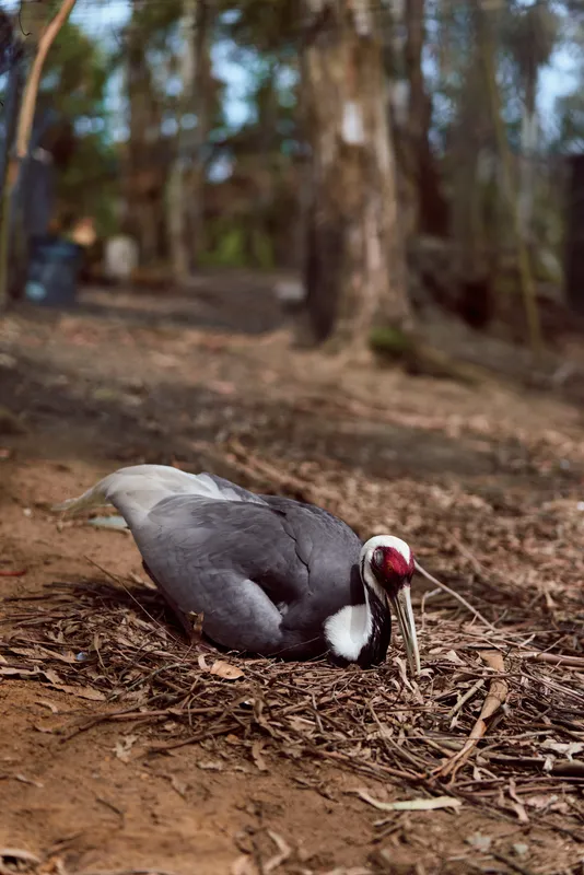 Bird crane on forest ground, wildlife scene with grey plumage and red facial patch, beak probing leaf litter and soil among trunks and dry twigs in woodland habitat.