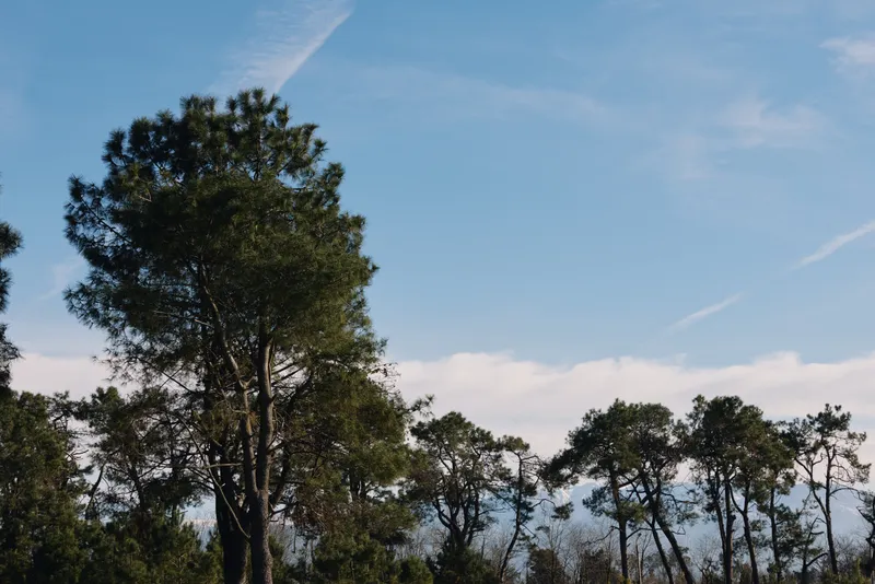 Trees, landscape and clear sky above a tranquil forest, tall pines and a gentle breeze. A peaceful outdoor scene with silhouettes against blue sky and soft clouds, capturing natural serenity and