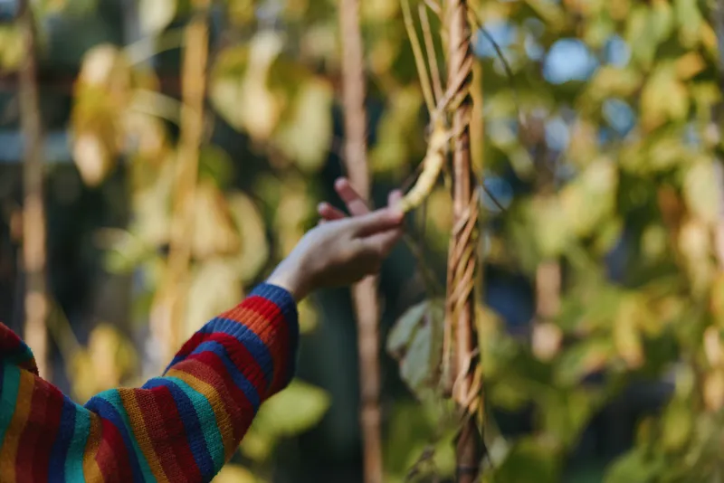 Child hand in colorful sweater reaching toward vine and leaves in nature outdoors, closeup of small arm exploring plants with warm seasonal light and shallow depth of field.