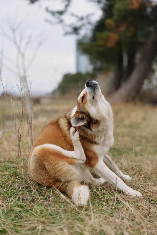 Two dogs playfully embrace in a grassy field under trees, sharing a tender moment. Natural outdoors scene with soft light, calm, heartwarming companionship and gentle bonding.