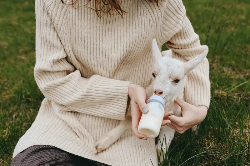 A candid lifestyle scene shows a person in a cozy sweater feeding a goat kid with a bottle in a bright field, emphasizing gentle bond, care, and rural farm life.