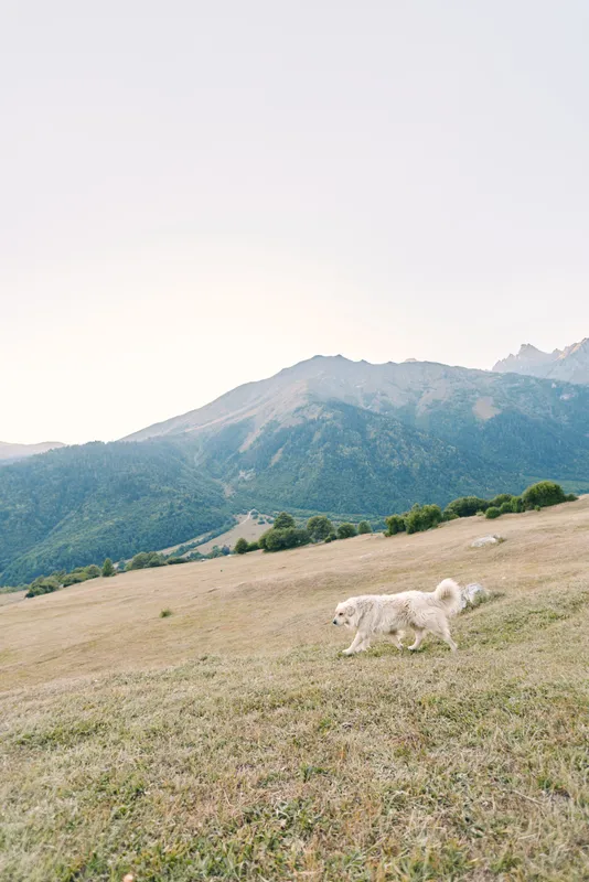 Dog walking across a grassy meadow with distant mountains, a peaceful nature scene on a cloudy day, wide open landscape showing rolling hills, grass and soft light