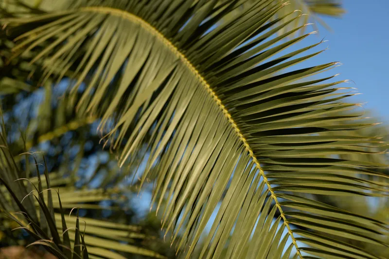 Close-up of palm frond with detailed green leaves against a clear blue sky, highlighting tropical nature and bright sunlight on a sunny day.