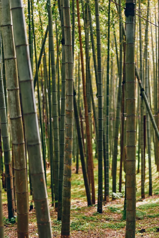 Bamboo forest grove with tall green trunks in natural woodland, vertical stalks and mossy ground, soft sunlight filtering through dense vegetation for a calm nature scene.