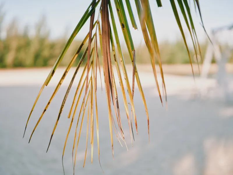 Close up of hanging palm fronds over a sunlit beach with soft blue water and distant shoreline; warm tones, relaxed mood, tropical atmosphere, natural texture, light breeze and glow.