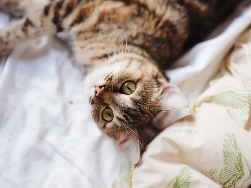 Маленький котенок лежит на кровати, игры и отдых животных