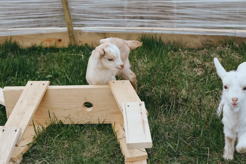 Goat kid outdoor, curious eyes, sunlight on grass, wooden enclosure, rustic setting, light breeze, candid moment, lifestyle scene, cheerful and relaxed, natural colors, playful mood