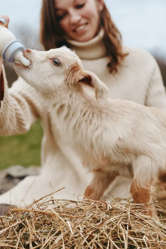 Goat kid feeds from a bottle held by a caring woman in a rural setting, straw on ground, soft natural light, outdoor farm scene, wholesome domestic moment, gentle, nurturing mood