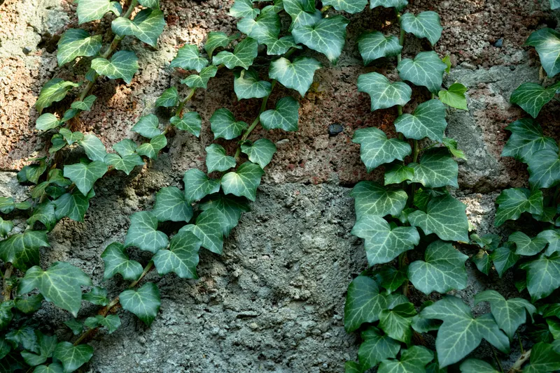 Ivy climbs a weathered wall creating a green tapestry of leaves and vines with rich texture and subtle shadows across rustic masonry