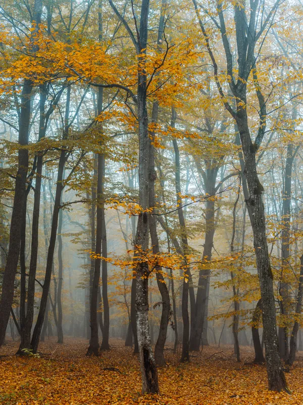 Жёлтые листья, осенний лес, природа, свежий воздух, высокие деревья