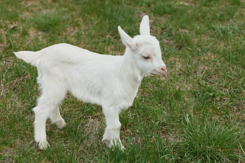 Young white baby goat stands on green grass field exploring the outdoor environment with curiosity and calmness in a natural lifestyle scene during daytime.