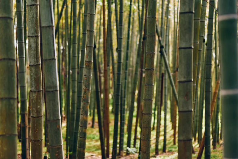 Bamboo forest grove with tall bamboo stalks and weathered trunks in lush nature, dense green foliage and sunlight filtering through a serene, peaceful woodland scene.