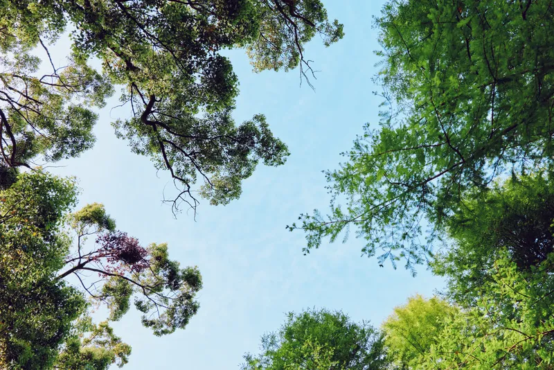 Trees canopy and sky framed by green leaves and dense foliage, treetops creating a natural border with sunlight and blue sky visible through the forest crown.