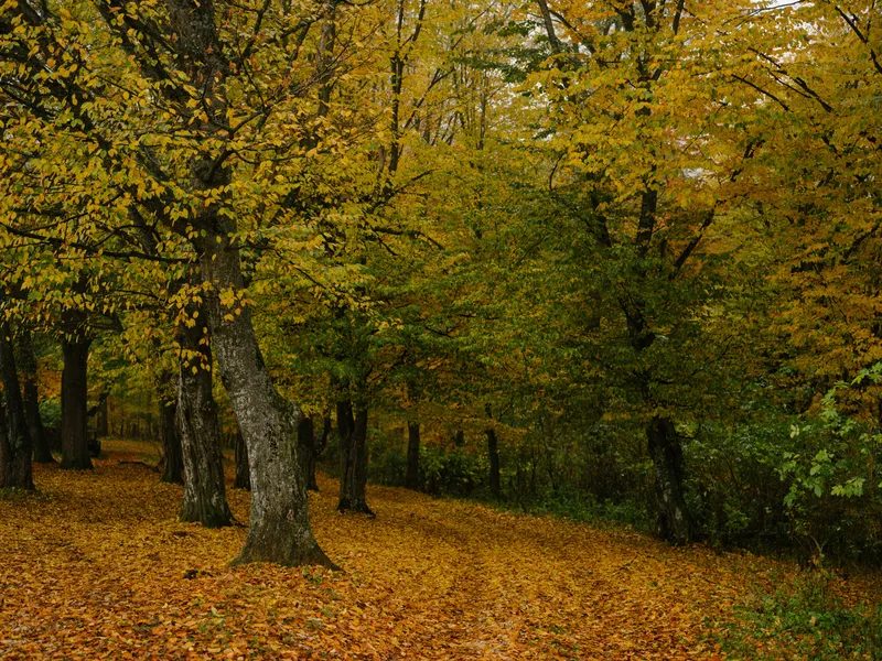 Осенние листья, природа, лес, флора
