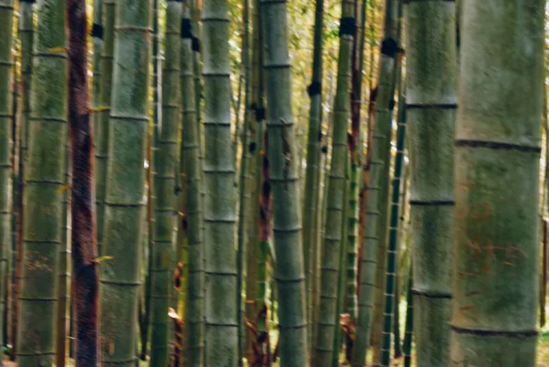 Bamboo forest trunks in dense green nature, closeup view of tall stems and plants in a serene grove, vertical lines and textured bark creating a calming natural pattern.