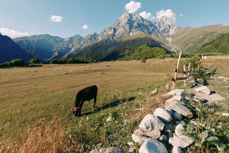Mountain meadow with cow grazing in alpine pasture by a stone fence, rocky peak backdrop and blue sky, rural summer landscape showcasing tranquil pastoral scenery.