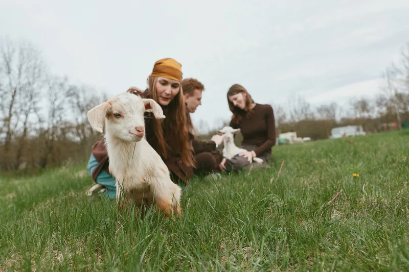 Goat, kid, in foreground with curious expression among a group of friends in a rural field, enjoying outdoor lifestyle, countryside scene, soft natural light, casual interaction, candid moment