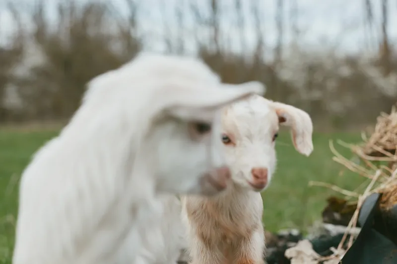 A calm goat and curious kid stand near straw on a sunlit farm, showcasing outdoor lifestyle and gentle animal presence. A rural scene with pasture and meadow highlights nature and family moments.