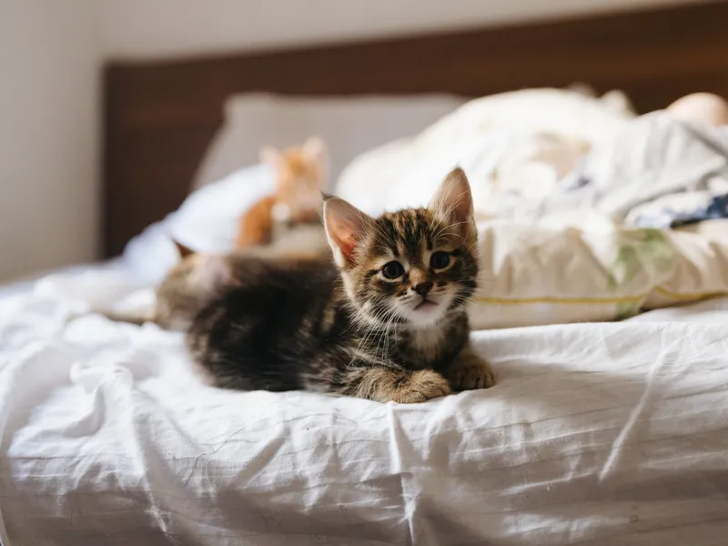 Котята лежат на кровати в помещении, освещённые солнечным светом, на белой подушке