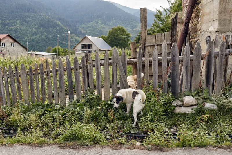 A stray dog explores a grassy verge beside a weathered wooden fence in a quiet rural setting with distant mountains and village houses in the background.