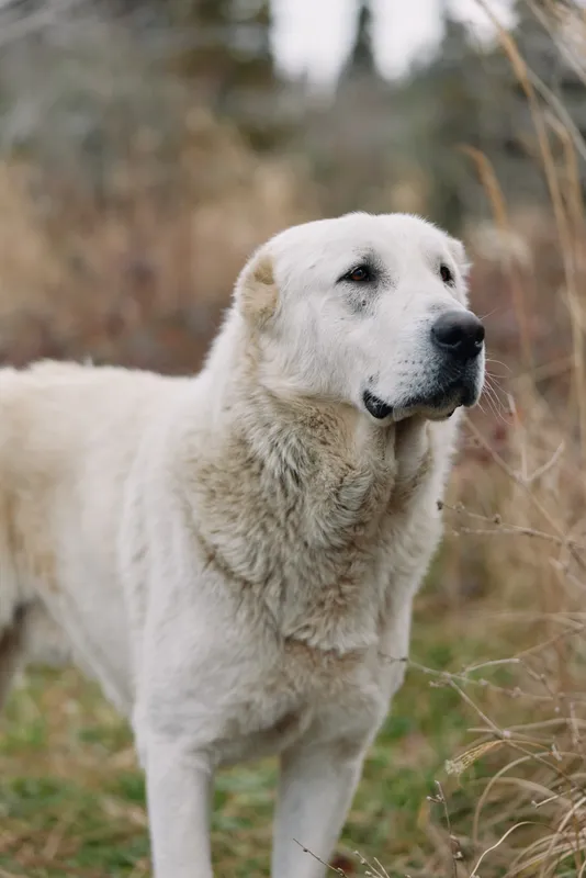 White dog standing in tall grass outdoors with a calm expression, fluffy coat, and natural landscape around. Close up portrait of a loyal companion in a field.