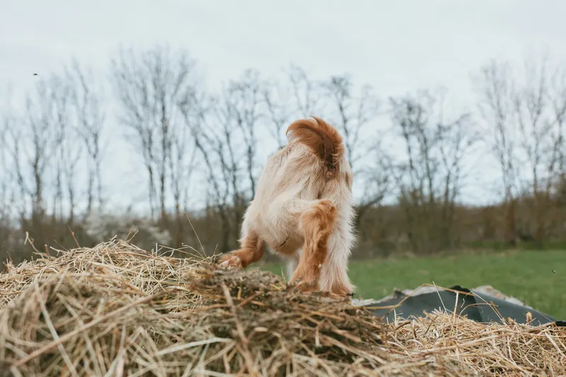Goat kid climbs a hay pile in a rural field, capturing a rustic farm scene with natural light, open countryside, and animal movement, conveying simple rural lifestyle and outdoor vitality
