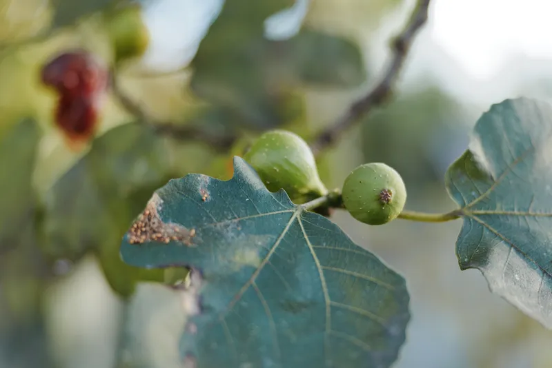 Fig leaf and green fig on branch closeup in a sunny garden, unripe fruit among textured foliage, natural light and soft bokeh creating seasonal gardening and food imagery.
