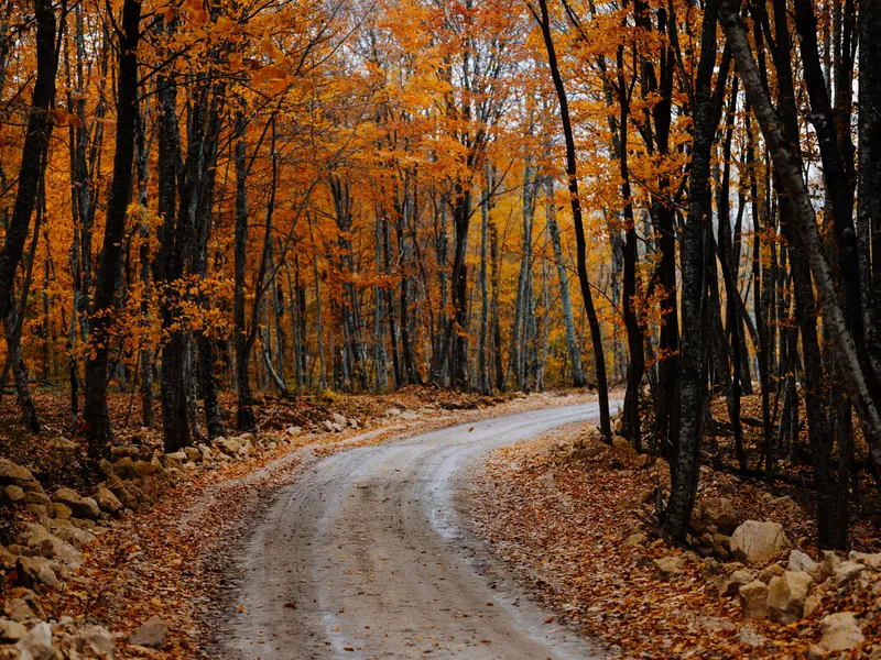 Осенний лес, деревья, дорога, пейзаж, природа