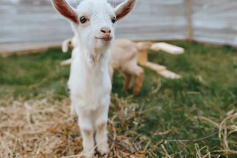 Lifestyle shot of a curious white goat kid in a cozy farm outdoor setting, showcasing a playful, calm animal in a sunlit yard with straw and a wooden fence, capturing rustic rural charm.