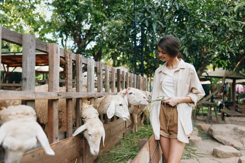 Женщина в белой рубашке кормит овец в загоне, который окружён забором
