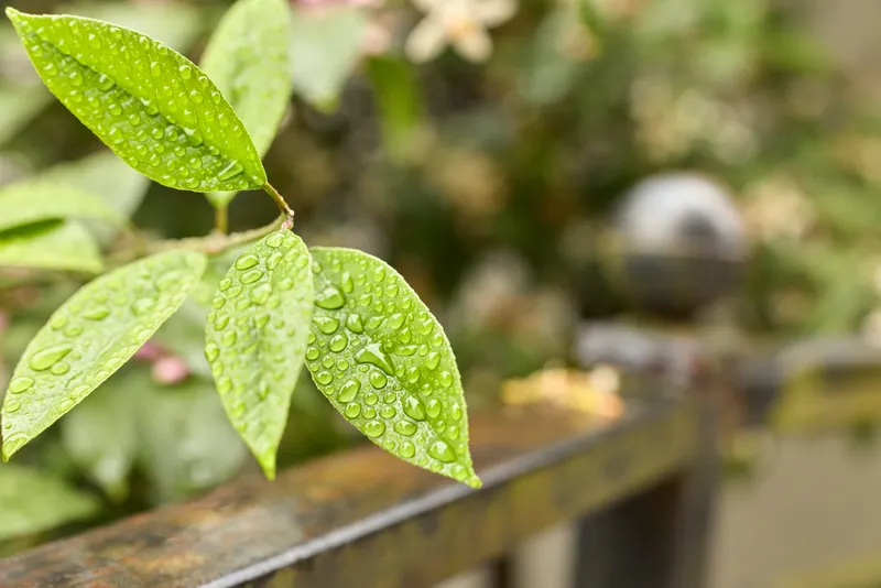 Close-up of dew on vibrant leaves along a wooden railing with a soft garden background, showcasing nature, moisture, freshness and a calm outdoor mood