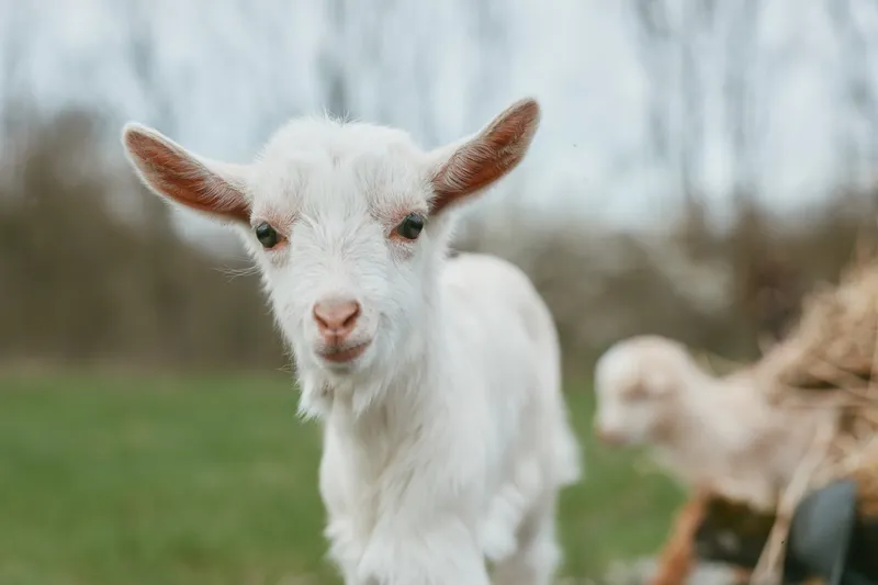 Young white baby goat stands on green grass outdoors with blurred background, showing curious expression and soft fur in natural lifestyle setting.