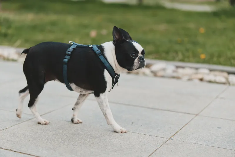 Boston terrier dog walking outdoors on paved path in spring natural light with green grass background and harness leash