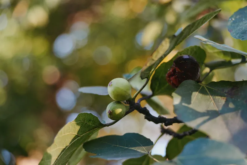 Figs on a fig tree branch with unripe fruit and a dried fig, branch and leaves closeup in sunlit backyard garden, botanical study for organic produce, culinary and lifestyle imagery