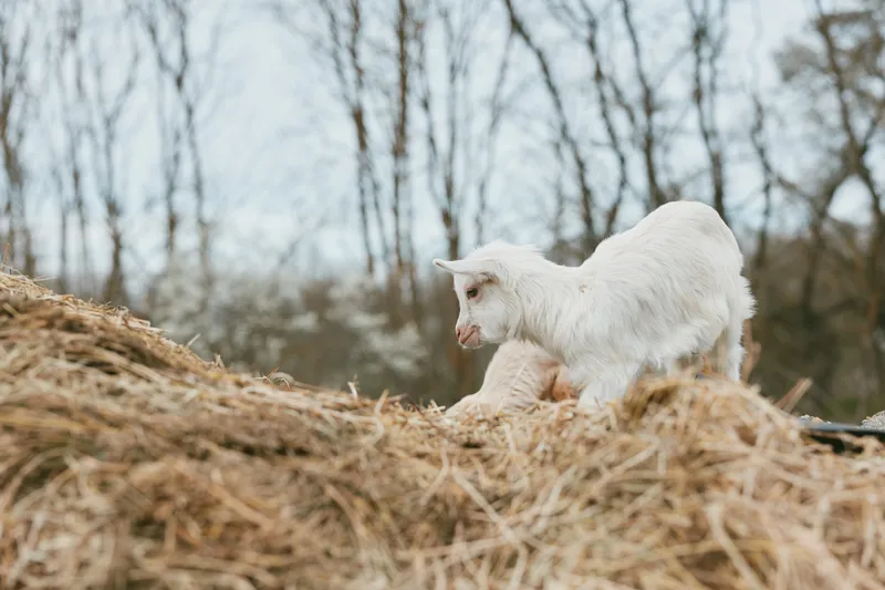 Playful white goat kid explores a sunlit hay mound in an outdoors farm scene, gentle breeze, natural textures, rustic tones, tranquil countryside charm, curious gaze captured in a candid moment