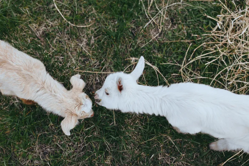 Goat, kid, animal, interaction in an outdoor field scene, two goats touch noses with fur shining in sunlight among grass and nature, a candid moment of play and connection in a rural meadow.