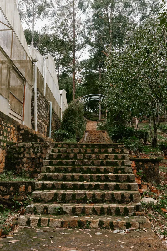 Serene stone staircase surrounded by greenery in a tranquil garden setting, ideal for nature enthusiasts and outdoor photography