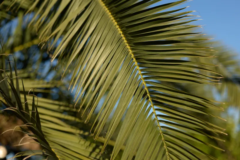 close-up palm leaf with green fronds under bright sunlight, showing vibrant tropical nature, texture detail and blue sky background in clear day