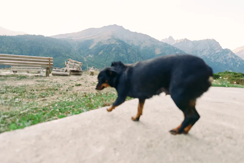 Dog mountains pavement walking rural outdoors blur pet in a landscape scene, small black companion moving across a quiet pathway, nature horizon and distant hills in soft motion.