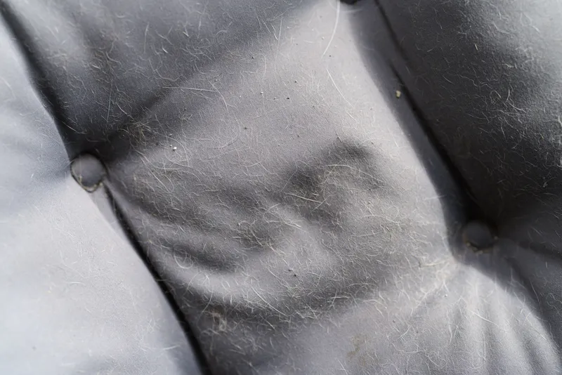 Closeup of black leather chair surface covered with white pet hair, showing texture and signs of wear, soft natural lighting highlighting details and fibers
