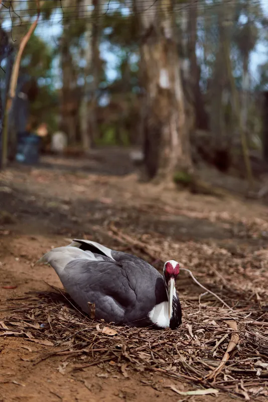duck bird resting on forest ground, nature wildlife portrait of a mottled black and white waterfowl with red facial caruncles lying on leaf litter in rural woodland under soft trees